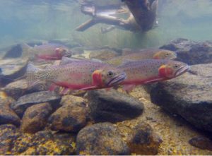 CO River Cutthroat Trout