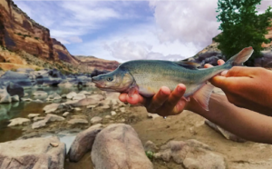 Humpback Chub